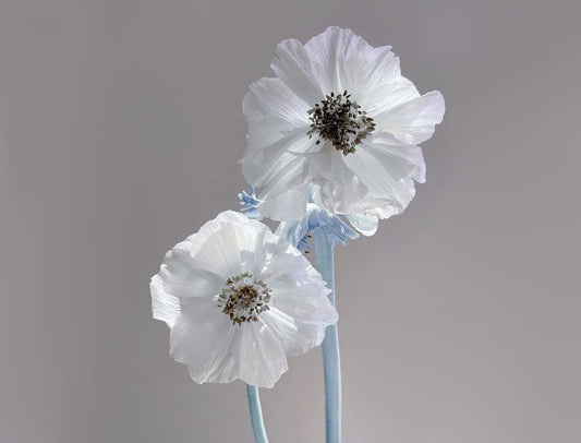 two poppies wall mural home interior decor
