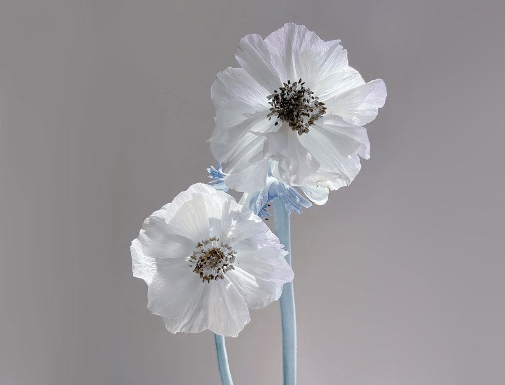 Elegant White Floral Mural Wallpaper