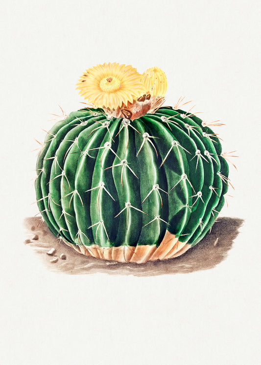 Plain Wallpaper Depiction of the Parodia Sellowii Mural