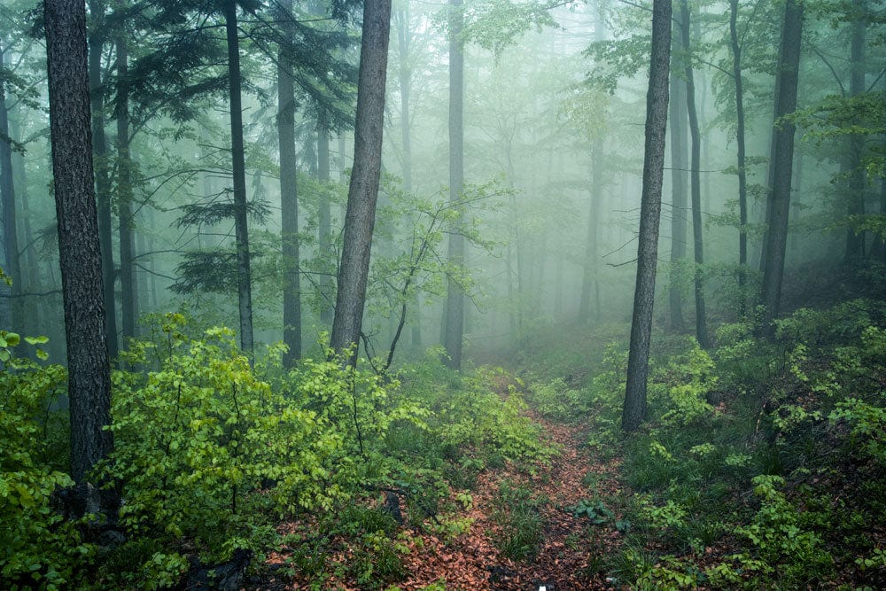 Green woodland interior wall mural