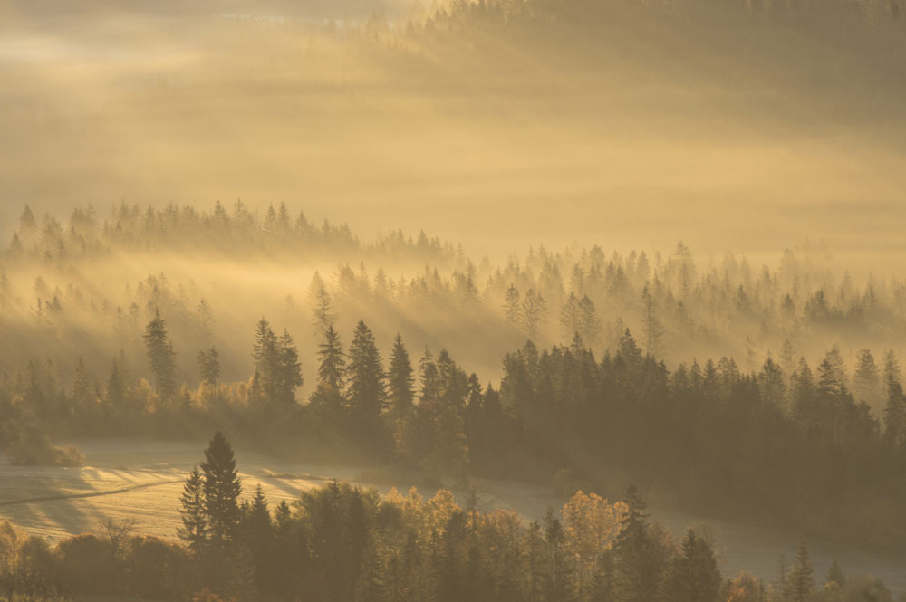 Misty Forest Sunrise Landscape Mural Wallpaper