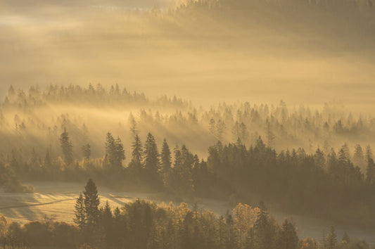 hilltops forest fog customzied wallpaper