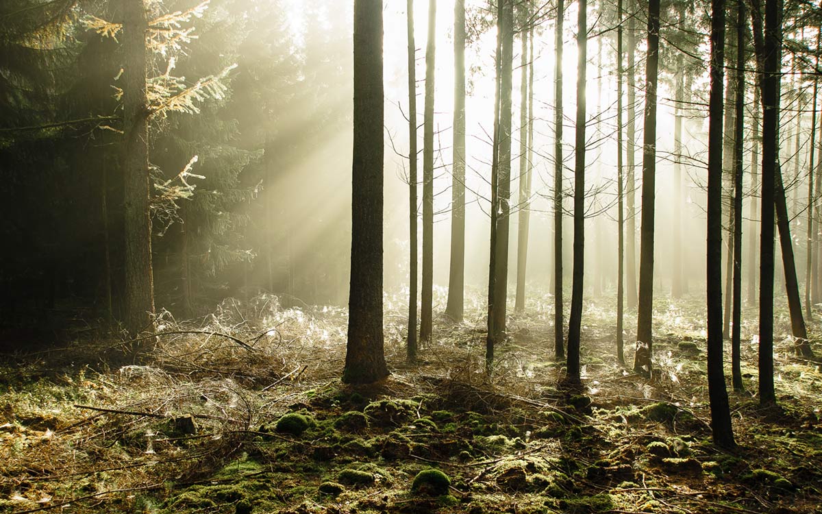 Sunlit Forest Scenery Wall Mural