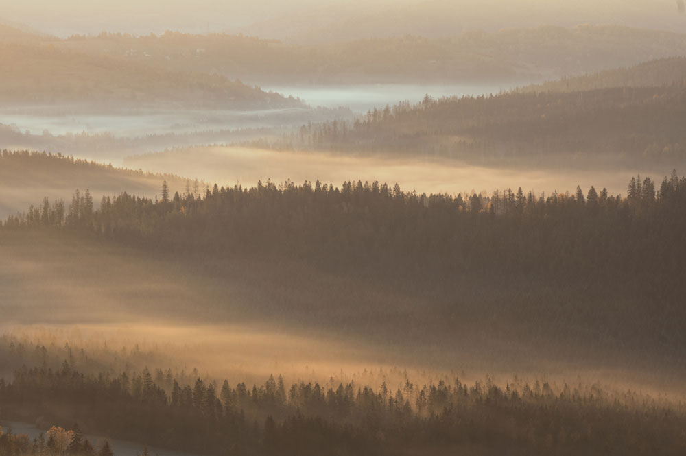 Nebelhafter Wald Sonnenaufgang Blick Wandtapete