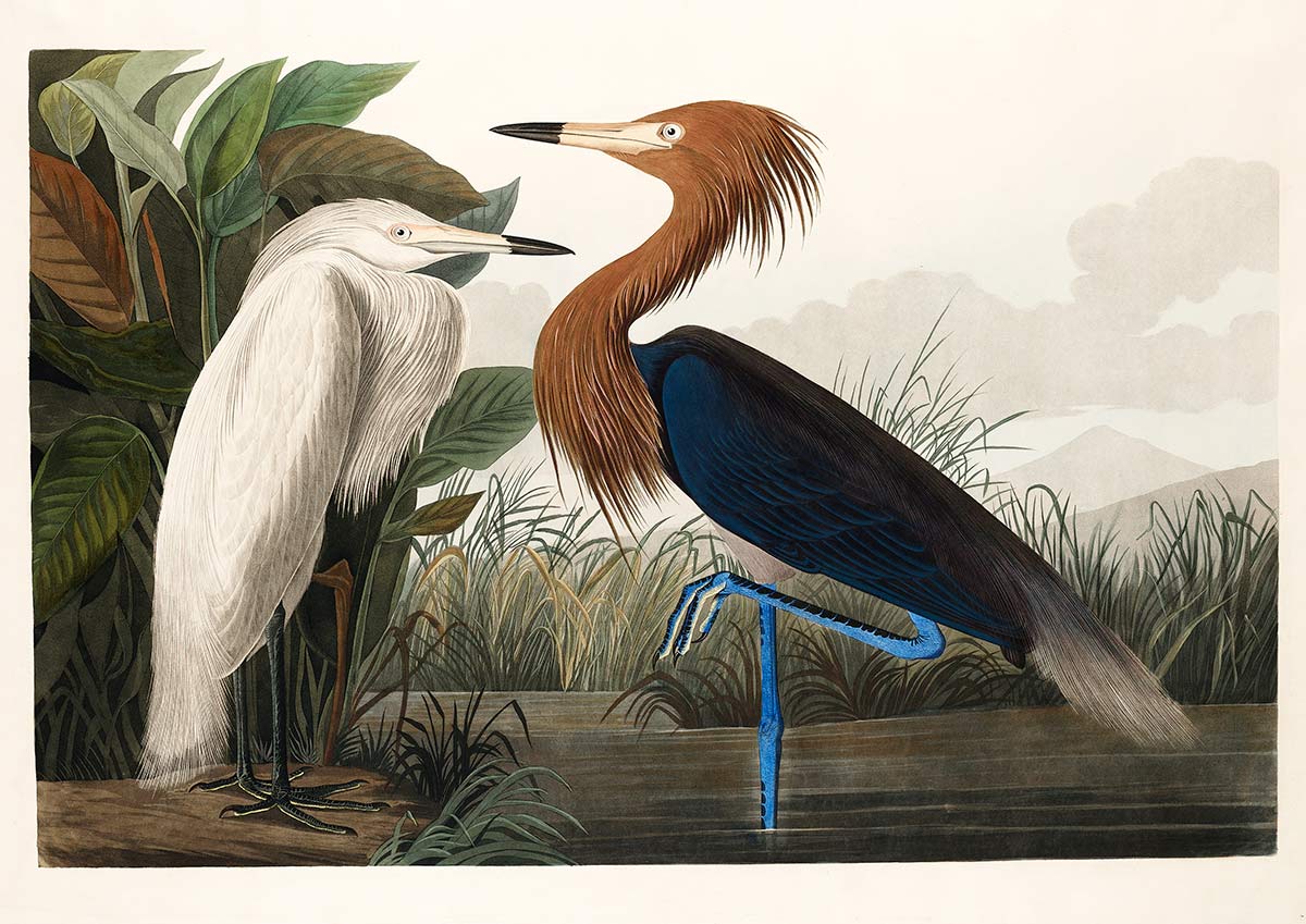Vintage Illustration Exotic Birds Mural Wallpaper