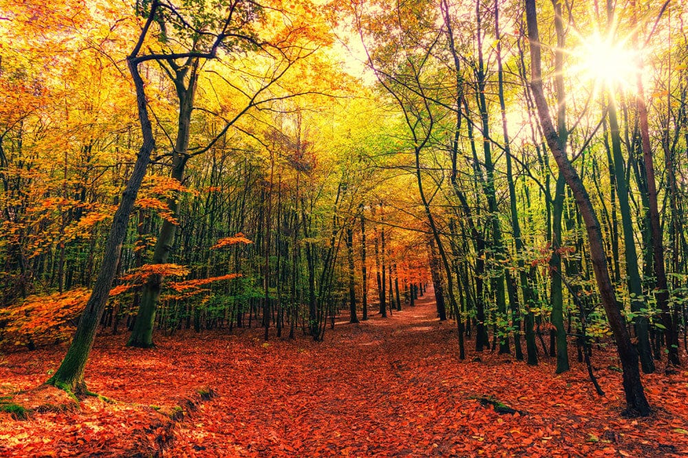 Autumn Forest Scene Nature Mural Wallpaper