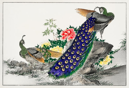 Peacock and Peony Flower Bird Photo Murals Art
