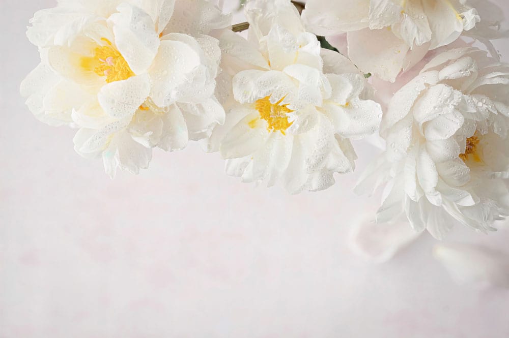 Soft White Floral Blossom Mural Wallpaper