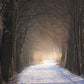 forest snow path view customzied wallpaper
