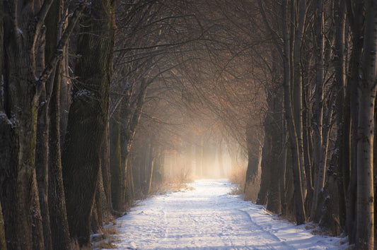 forest snow path view customzied wallpaper