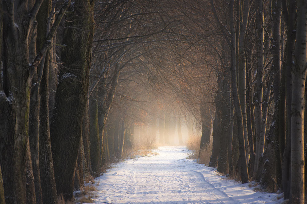 Misty Forest Snow Path Mural Wallpaper