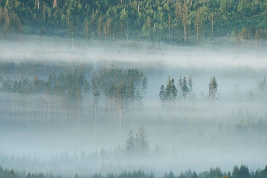 design interior wallpaper mural of foggy woodland