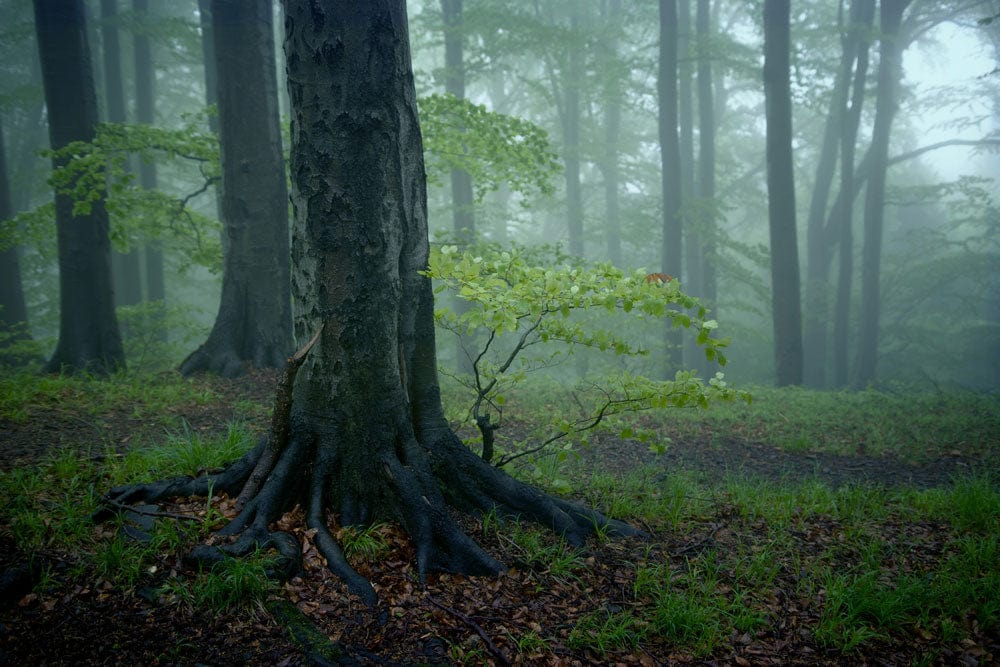 Misty Forest Scene Nature Mural for Wall