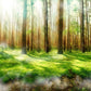 Custom designed green forest mural