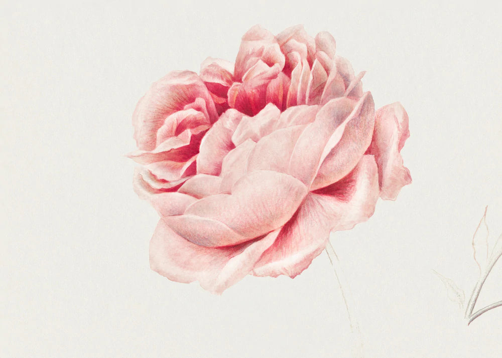 Vintage Pink Floral Blossom Mural Wallpaper