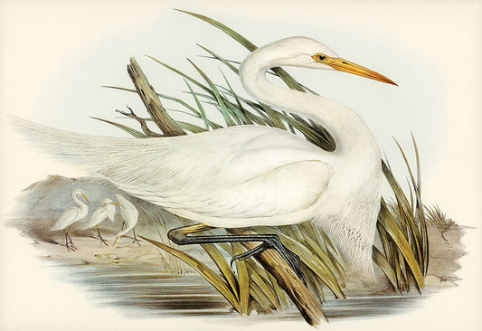 Elegant White Egret Nature Mural Wallpaper