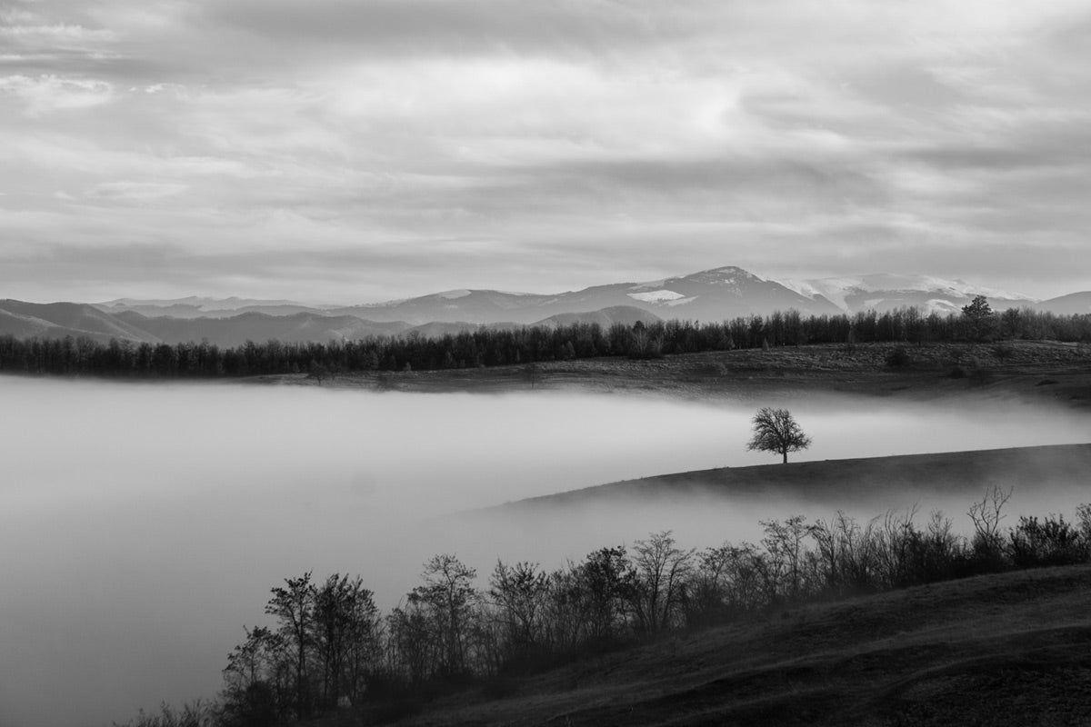 Misty Monochrome Landscape Mural Wallpaper