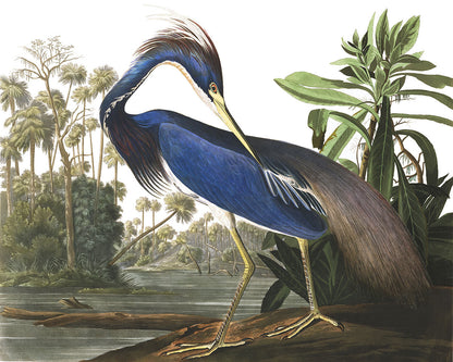 Tropical Bird Jungle Scene Mural Wallpaper