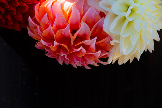 Flower Wallpaper with Dahlias and a Plain Background