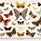 Butterfly & Moth Collection Animal Wall Mural Art 
