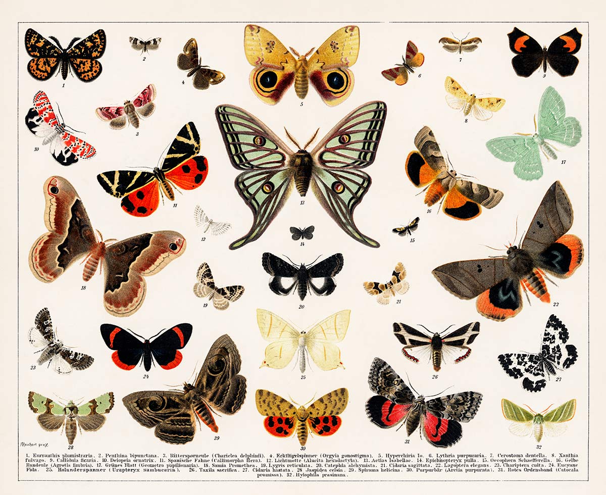 Vintage Butterfly Illustration Wallpaper Mural