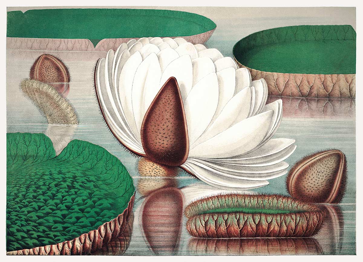 Botanical Water Lily Nature Mural Wallpaper