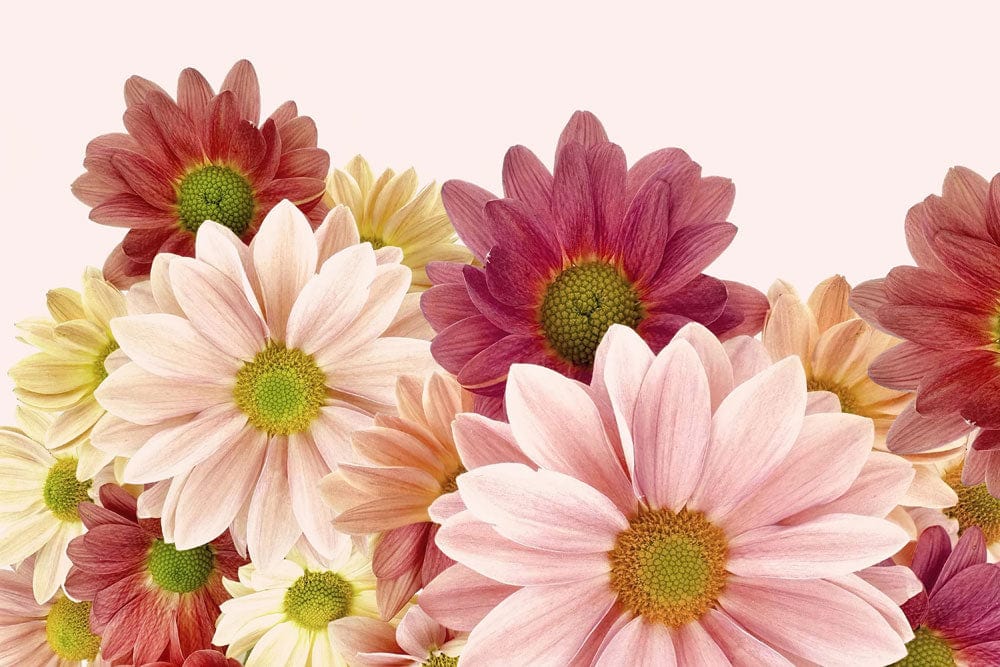 Vibrant Daisy Floral Mural Wallpaper