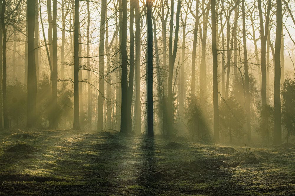 Misty Forest Dawn Mural Wallpaper
