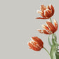 Tulip Flowers Wallpaper Mural Custom Art Design