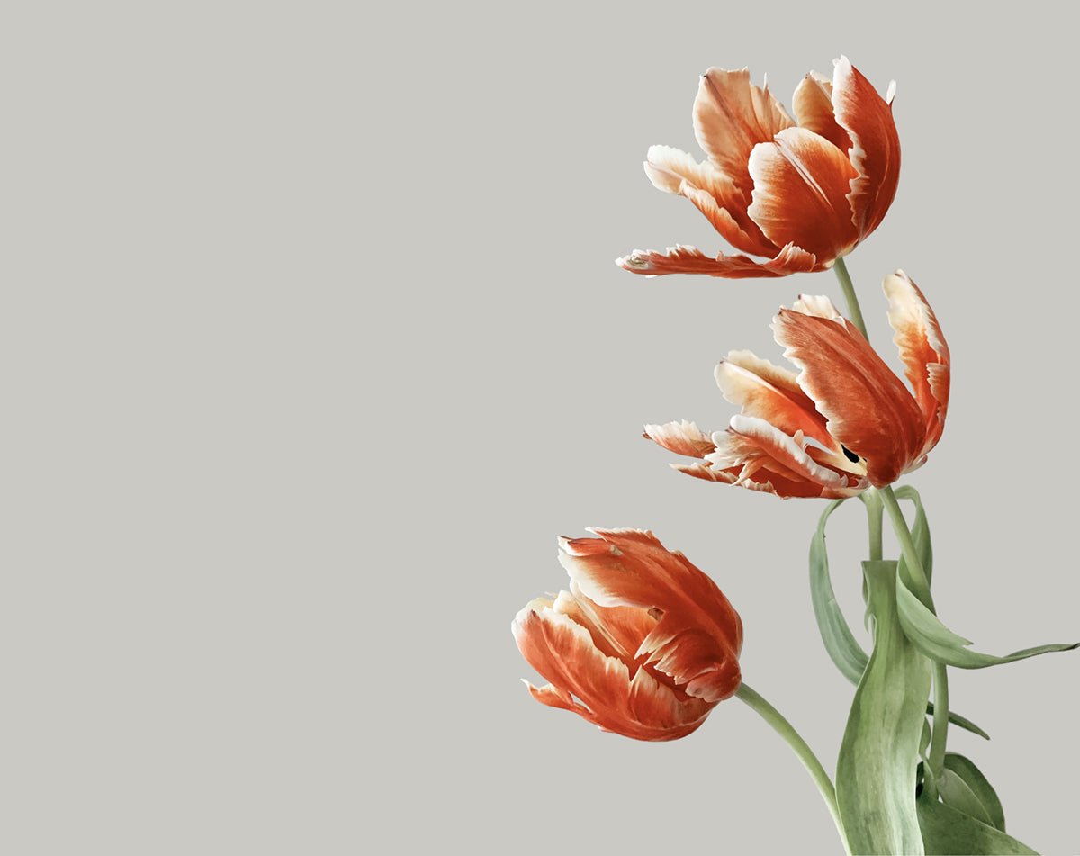Tulip Flowers Wallpaper Mural Custom Art Design
