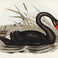Black Swan Wallpaper Mural