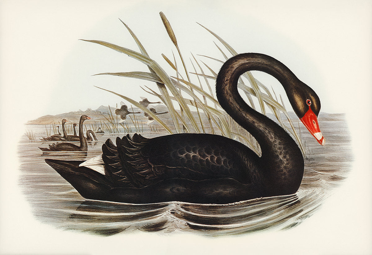 Elegant Black Swan Lake Mural Wallpaper