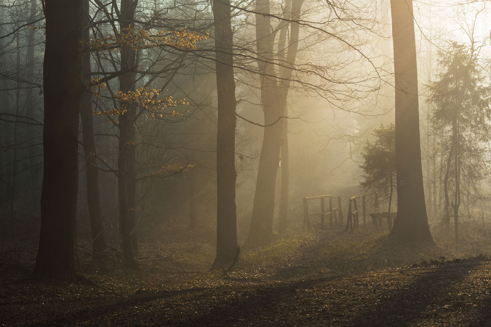 Misty Forest Sunrise Scenic Mural Wallpaper