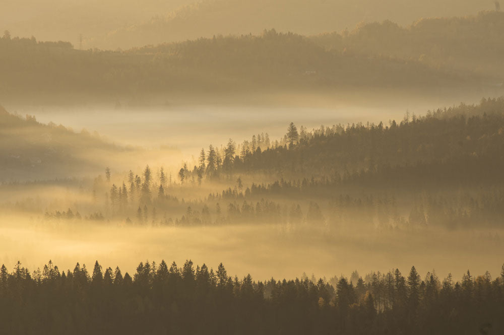 Misty Dawn Forest Landscape Mural Wallpaper