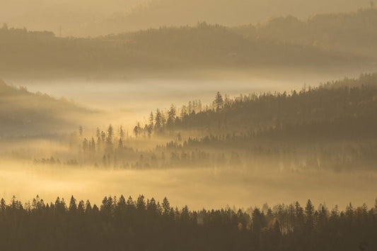 misty fog forest tree jungles customized wallpaper