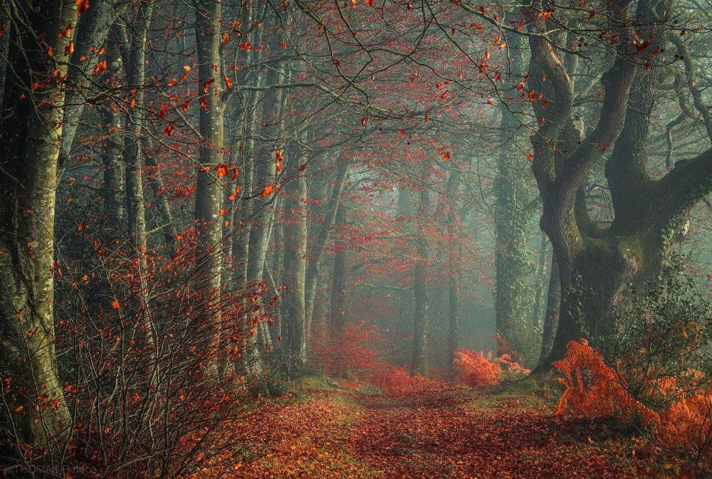 Mystical Autumn Forest Mural Wallpaper