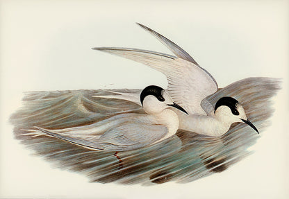 Elegant Seabirds Watercolor Mural Wallpaper