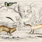 Unique Rodents Wall Mural Art