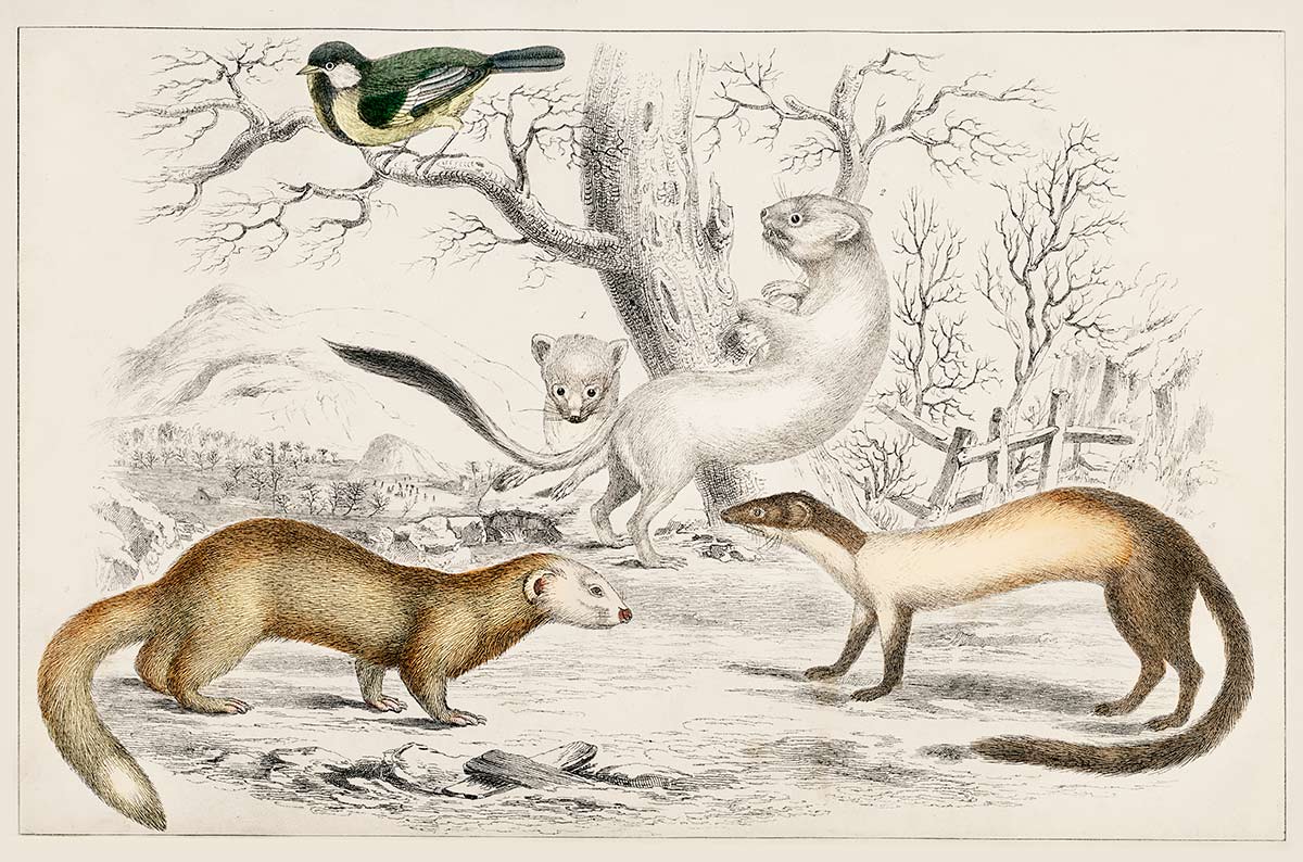 Vintage Animal Illustration Art Mural Wallpaper