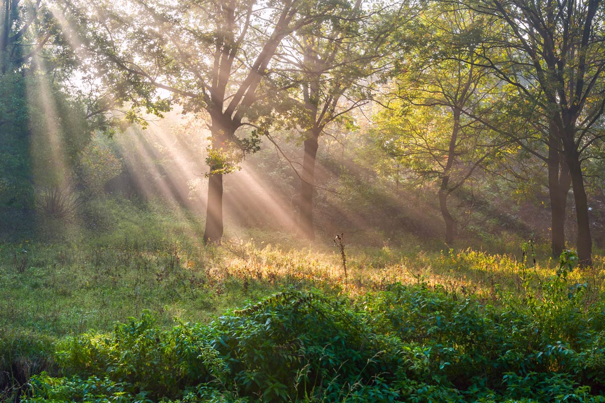Sunlit Forest Glade Nature Mural Wallpaper