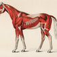 muscled Horse Mural Wallpaper for wall