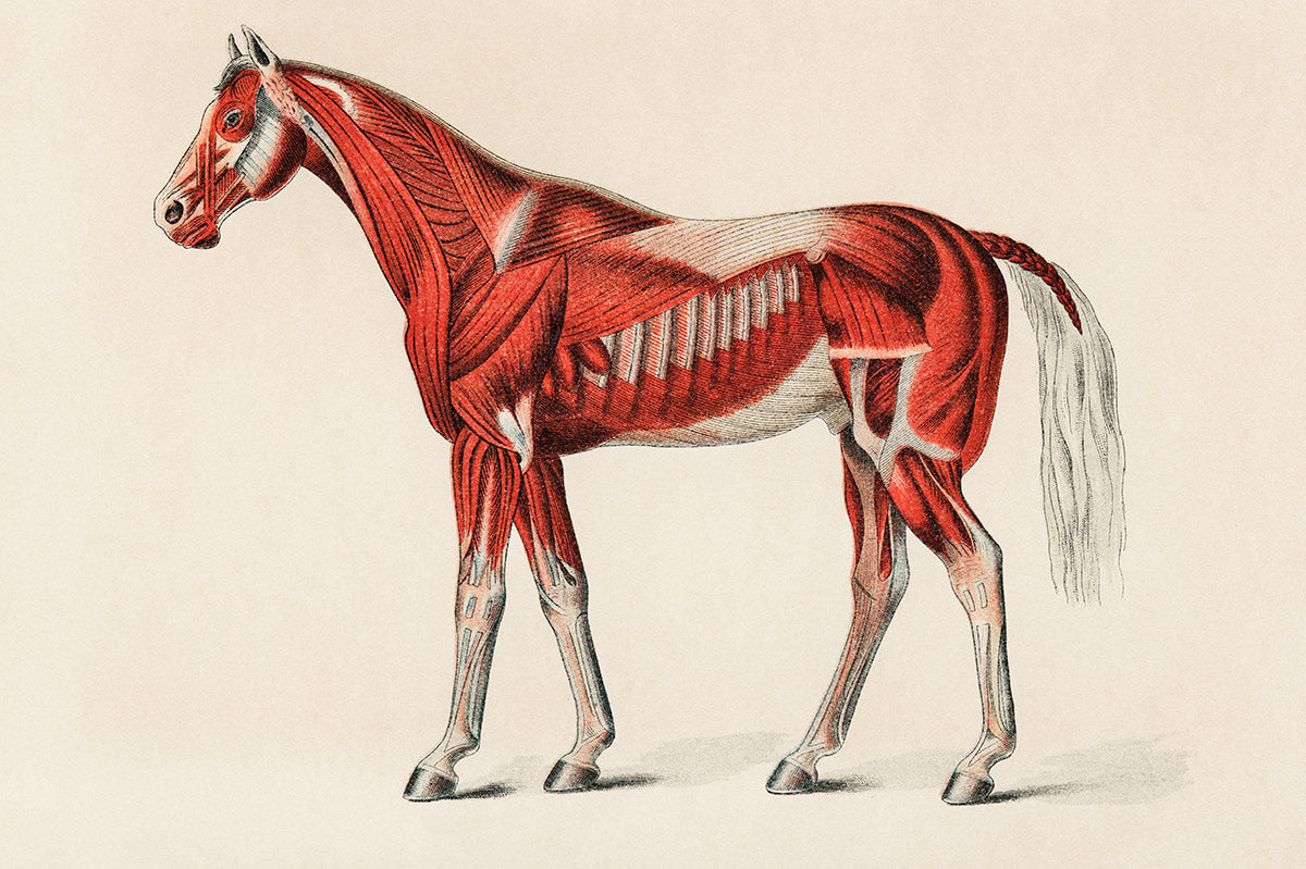 Carta da parati murale con illustrazione anatomica di cavallo vintage