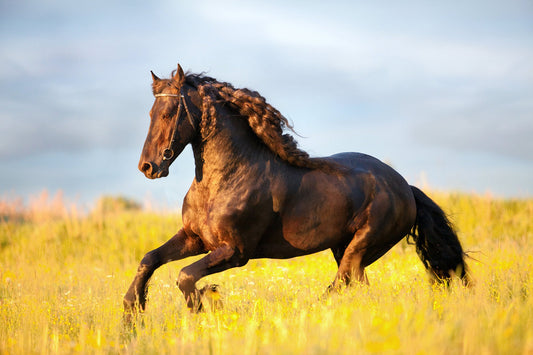 Majestic Horse Pasture Sunset Mural Wallpaper