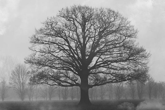 Wallpaper mural of a lone, massive tree in a hazy forest