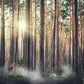 sunshine through forest wall mural for home decor
