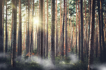 sunshine through forest wall mural for home decor