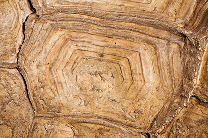 Natural Brown Wood Grain Wallpaper Home Decor