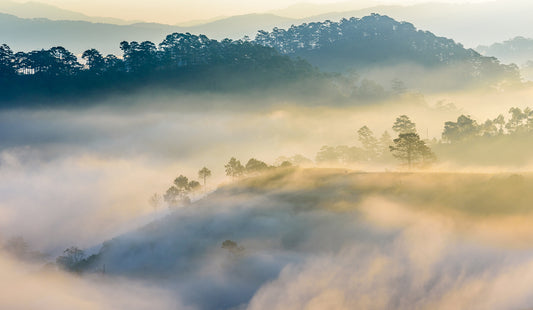 Misty Forest Sunrise Scenic Wallpaper Mural