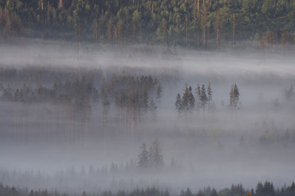 overlookng forest and montain wallpaper decoraion art