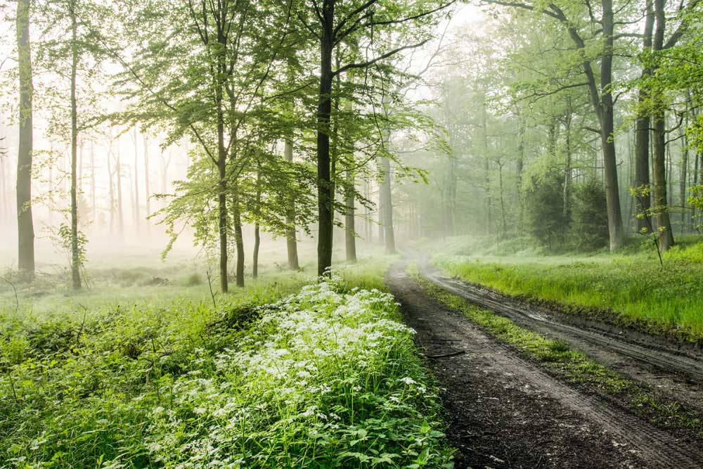 Murale Naturale Sentiero nella Foresta Nebbiosa